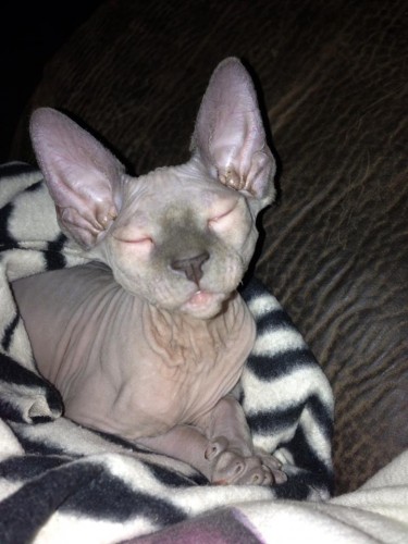 sphynxbreed