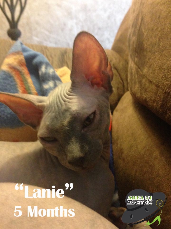 lanie-5-months-available2