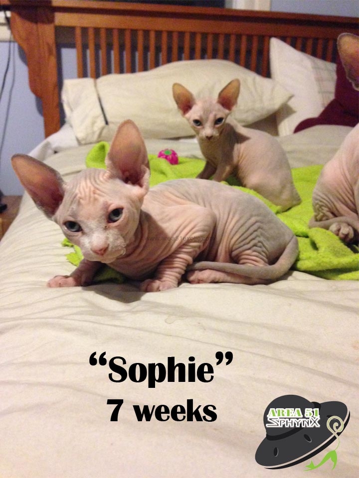 sophie-7-weeks-available