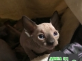 A51-Jan-11-k14