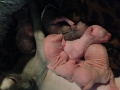 Bug's Latest Litter2