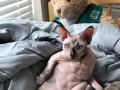 Zerie-Mar-2017-kittyprn