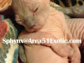 area51exotic_newlitters