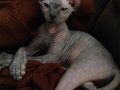 area51nationalcatday