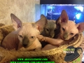 bernie-raj-penny-large