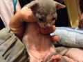 howie-2-weeks