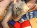lanie-5-months-available