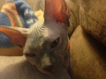 lanie-5-months-available2