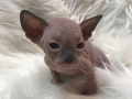 leesiboy4-1-dec17