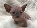 leesiboy4-2-dec17