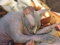 lexie-5-months-available