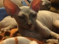 lexie-5-months-available3