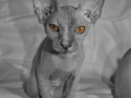 lexie-bw