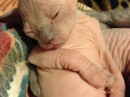 penny-2-weeks