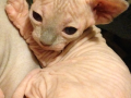 photo-6