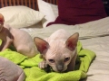 sadie-7-weeks-available