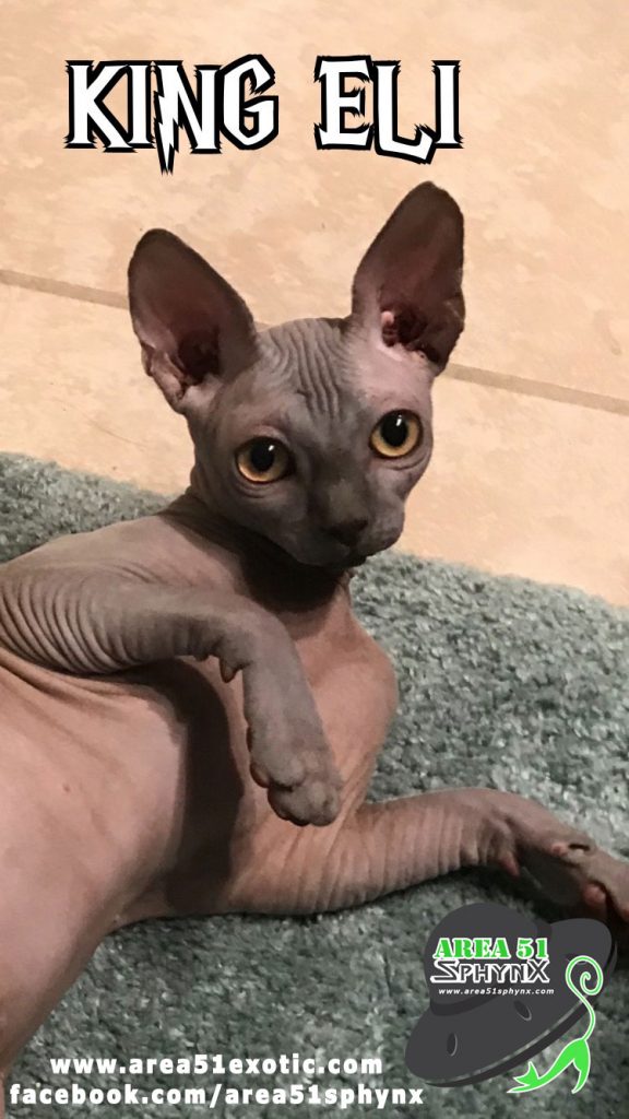 Our amazing solid blue Sphynx “King Eli” has amazing “Smooth” skin and together with our Queens, he contributes to an amazing skin coat as well as a sweet disposition.  His first litter with Khaleesi gave us black and blue females.