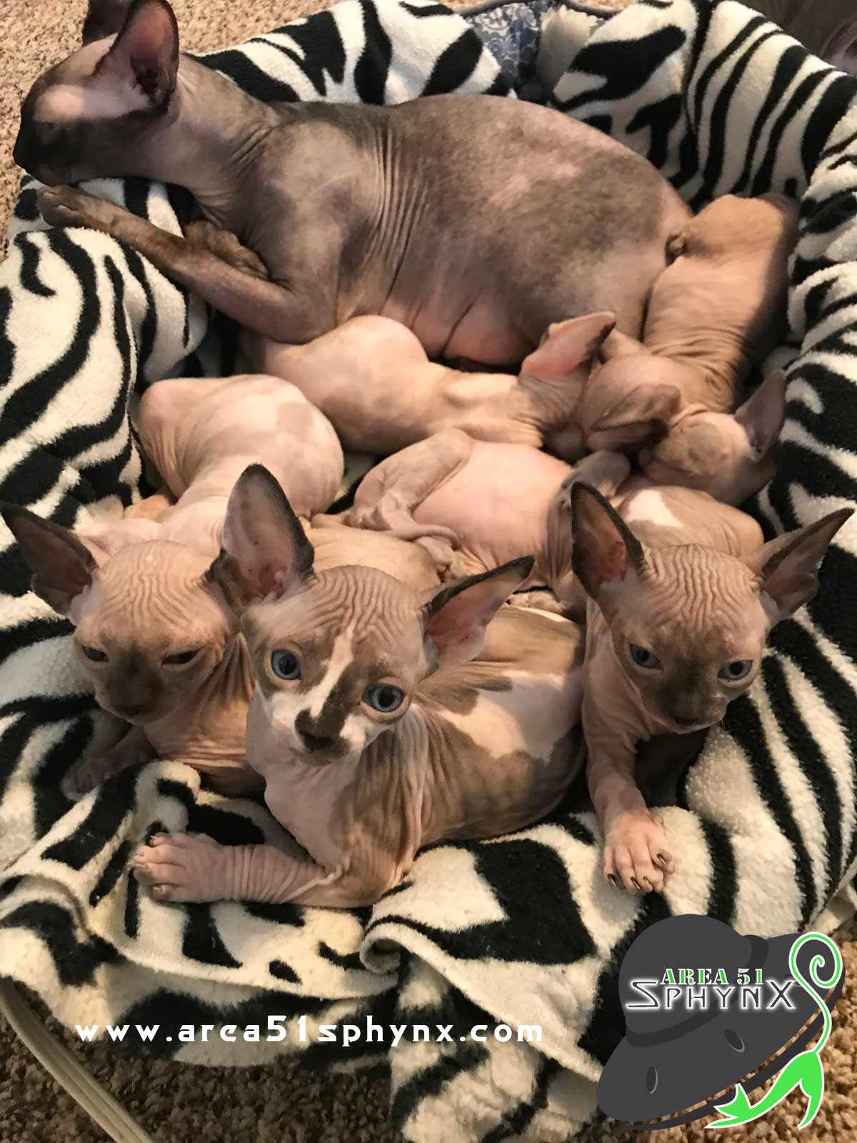 Best litter for sphynx cats best sale